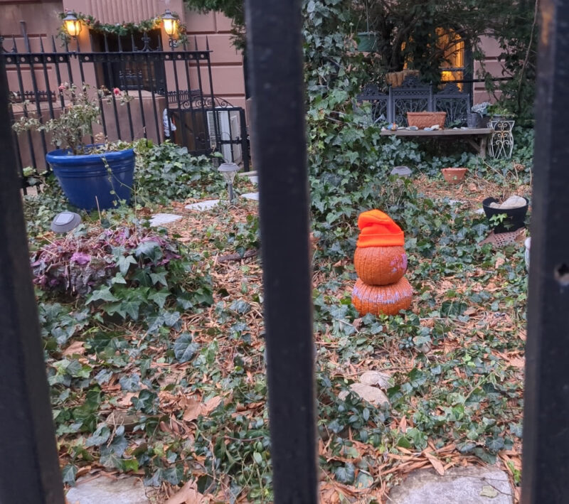 Photo taken through three cast iron bars, which make up the foreground, separating sidewalk fron overgrown from yard in Carroll Gardens. The focus is on an orange, somewhat decaying pumpkin sitting atop a flattened pumpkin while wearing an orange knit hat.